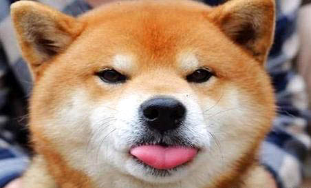 柴犬吃多了拉稀怎么办