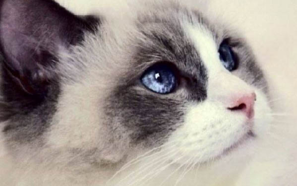 猫咪一岁相当于人几岁呢