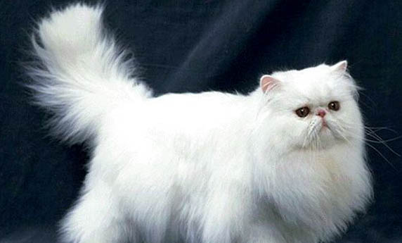 为什么很少有人养波斯猫啊