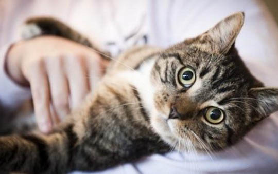 公猫会不会遗传给小猫