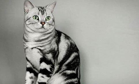 猫咪有口臭怎么回事