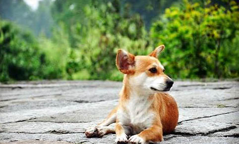 高加索犬多少钱一只