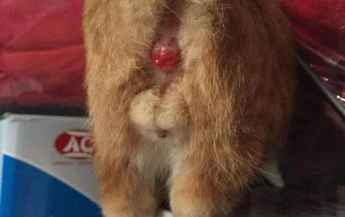 一个月大的小猫拉稀怎么办