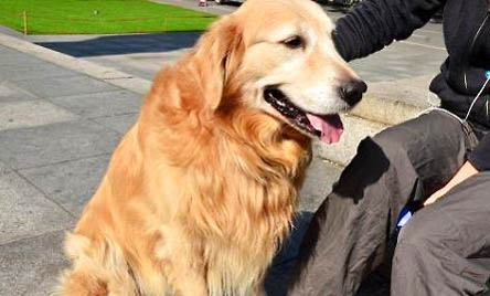 金毛犬怀孕了要注意哪些事情