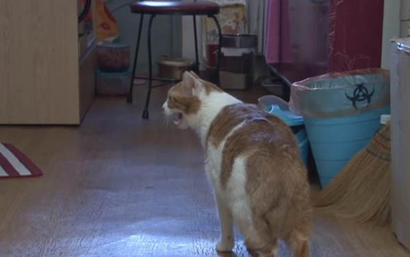 猫绝育后拉稀原因及处理方法