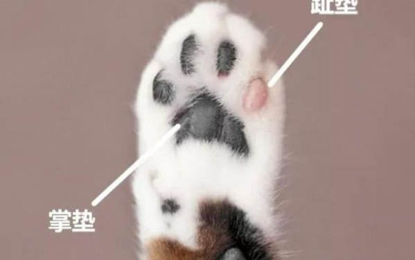 狗狗走丢了一般会跑多远的路
