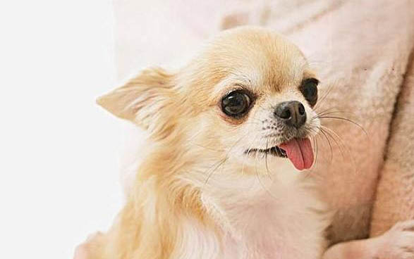 幼犬几个月可以做体内驱虫