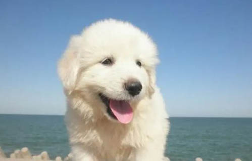 狗肚子胀气吃什么药好使