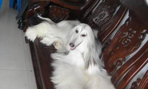 阿富汗猎犬老掉毛的原因及处理方法