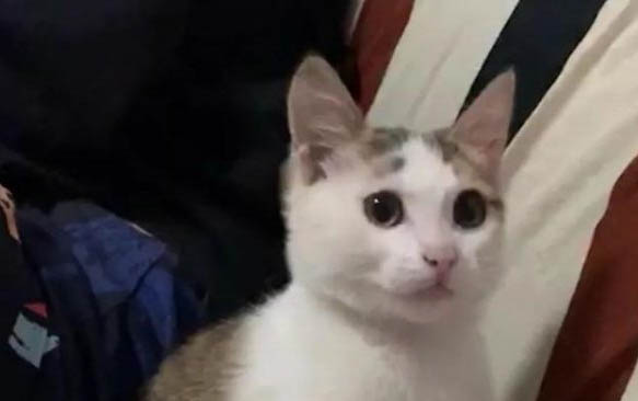 猫得了干性传腹能活多久