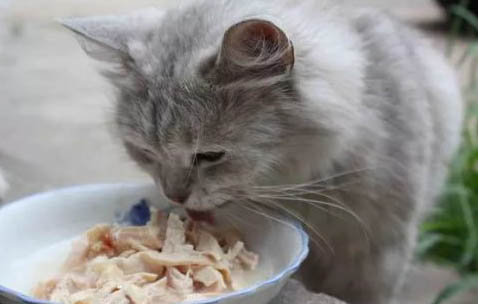 猫粮放在碗里多久过期