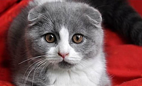 猫吃东西流眼泪是因为什么原因引起的