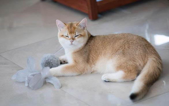 小猫绝育前注意什么