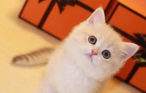 水煮虾狗狗可以吃吗