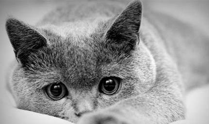 猫猫名字可爱洋气