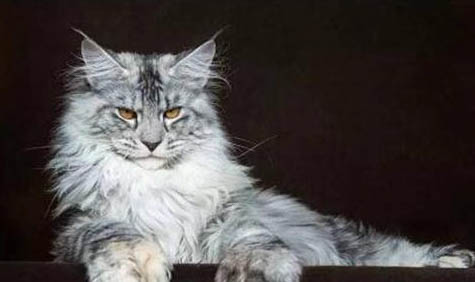 白色缅因猫多少钱一只