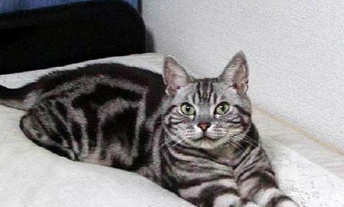 猫的狂犬疫苗多久打一次