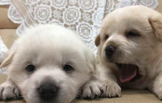 狗狗肺炎要如何治疗