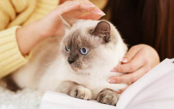 猫多大可以配种生小猫