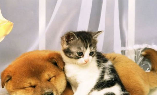 猫走丢了怎么样才能找回来