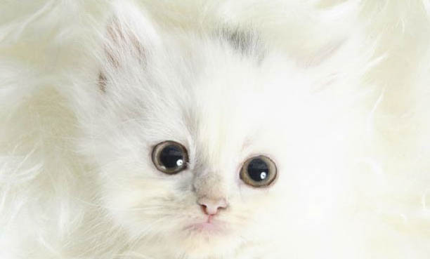 猫晚上不睡觉折腾人