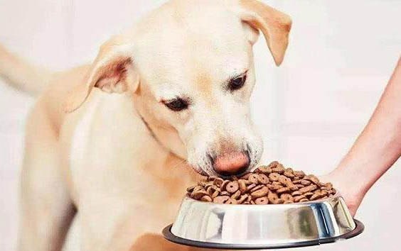 狗狗肠炎吃什么药