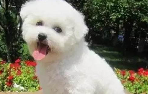 给狗狗打疫苗时间推迟几天可以吗