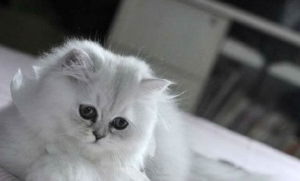 猫咪下崽后吃啥最下奶