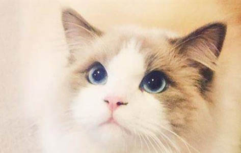 怎么用针筒喂猫流食