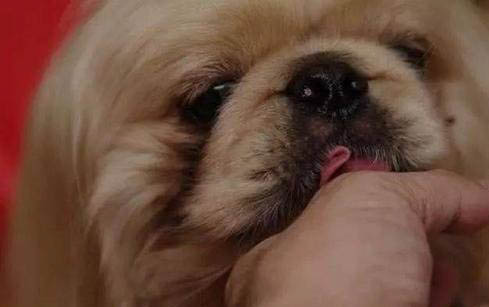狗狗经常吐黄水带泡沫是怎么回事