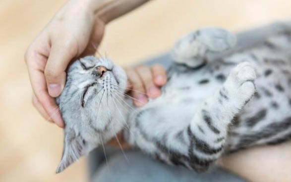 小猫突然东摇西晃的走路走不稳是怎么回事