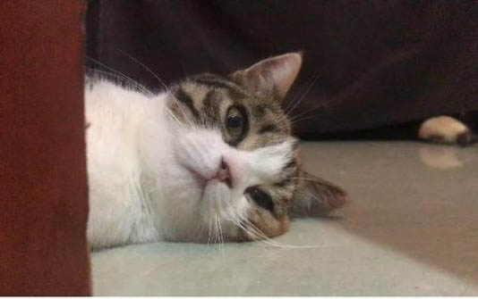 被猫挠了用打针吗