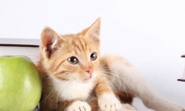猫咪胰腺炎吃什么好