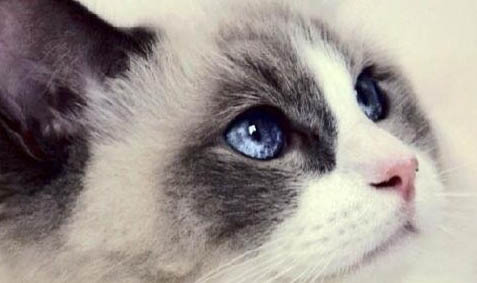 布偶猫可以玩什么玩具