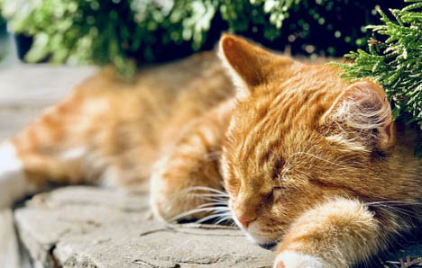 猫尿带血块是什么原因造成的