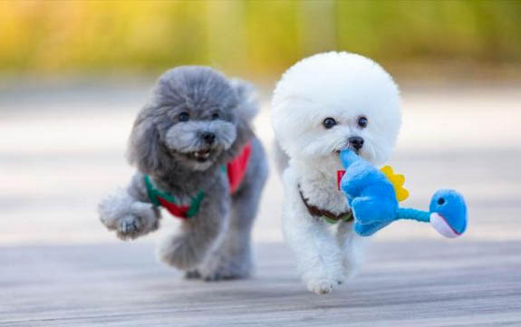比熊犬图片纯种