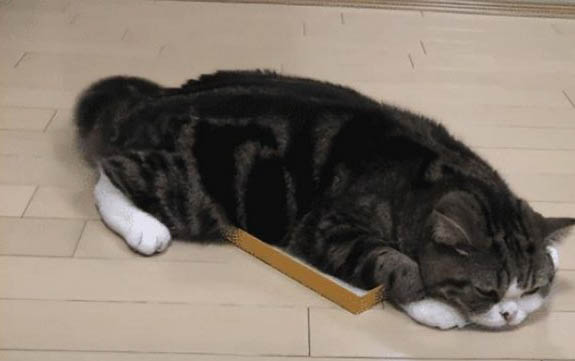 猫下巴肿了一个大包软软的是怎么回事