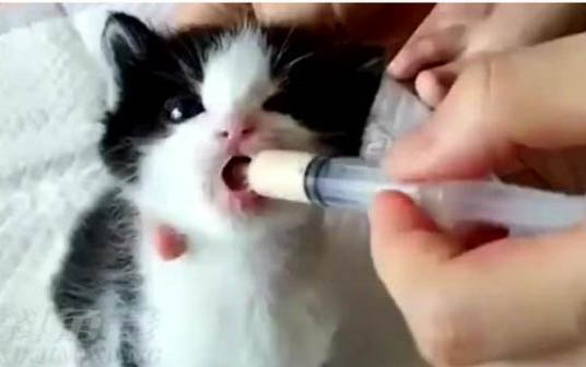 小猫应激反应症状