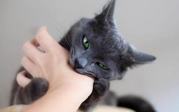 小猫的眼睛一直流脓,应该怎么治