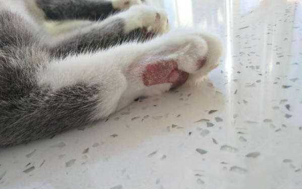 小猫尿不出来怎么办啊