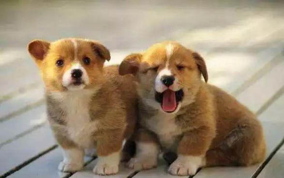 犬瘟发作抽搐多长时间会发生