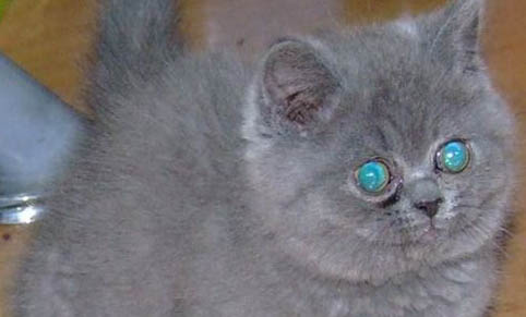 教育猫打哪里