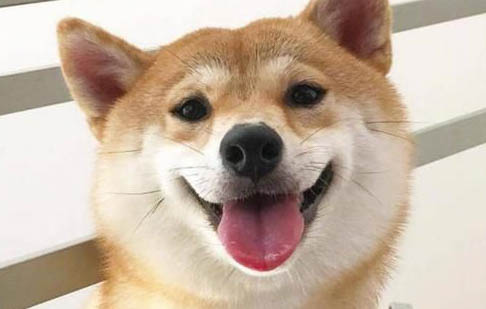 狗狗为什么在热天爱用舌头张开