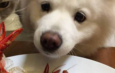 狗狗宁愿饿着不吃狗粮