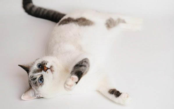 成猫经常吐的原因及处理方法