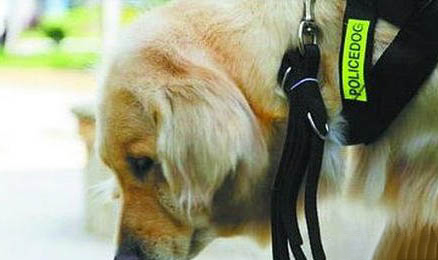 犬瘟狗狗接触过的笼子病毒多久会散