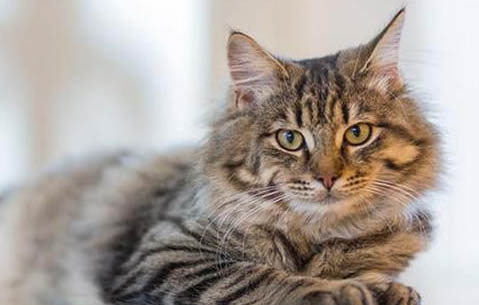 虎斑猫不好养的原因及处理方法