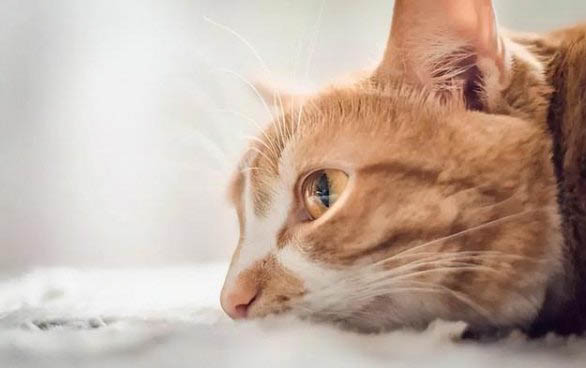 猫咪胰腺炎变瘦