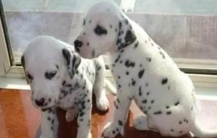 幼犬多久驱虫一次