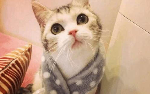 猫咪眼睛红肿睁不开怎么办
